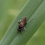 Xylote indolente_2008