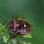 Punaise à pattes rousses_2015