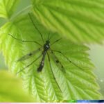 Ptychoptera contaminata_985