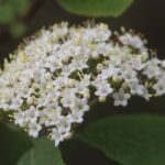 Viorne mancienne_990