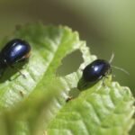 Galéruque de l’aulne_1002