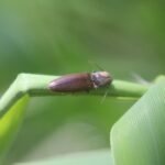 Taupin des jardins_1001