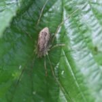 Phalangium opilio_1011