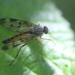 Leptis bécasse_1010