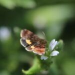 Noctuelle héliaque_1013