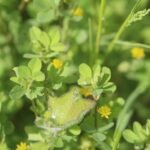 Luzerne lupuline_1022