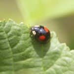 Coccinelle à deux points_1030