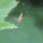 Tétragnathe étirée_1028