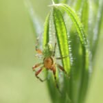 Araignée courge_1033