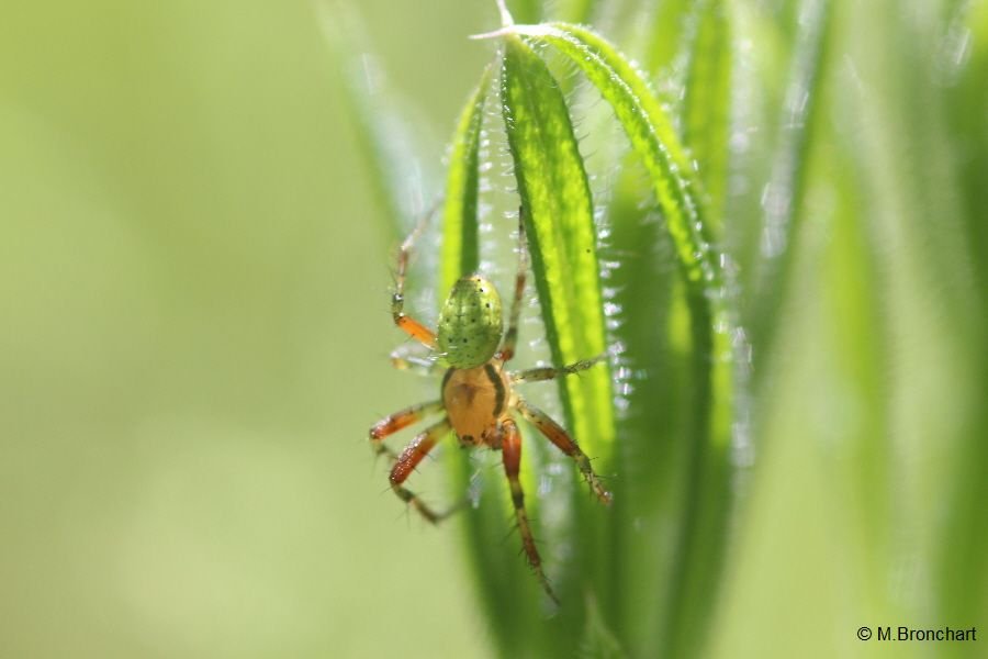 Araignée courge_1033