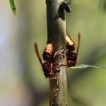 Frelon d’Europe_2100