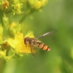 Syrphe ceinturé_1096