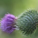 Chardon faux-acanthe_1113