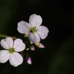 Cardamine des bois_2117