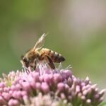 Abeille européenne_1115