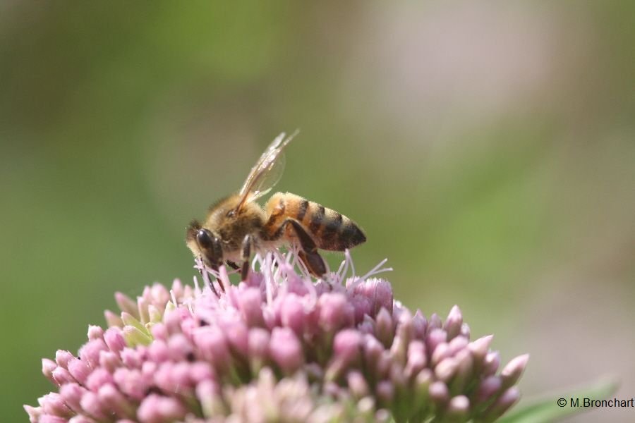 Abeille européenne_1115