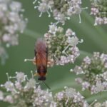 Tenthrède de la rave_1119