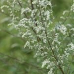 Armoise commune_1117