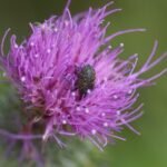 Larinus turbinatus_1122