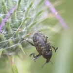 Larinus turbinatus_1123