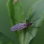 Empis trigramma_2124