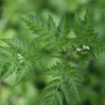 Cerfeuil sauvage_2123