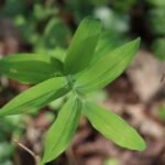 Sceau de Salomon multiflore_2129