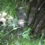 Lapsane commune_1132