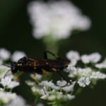 Macrophya montana_2132