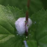 Cercope de l’aulne_2134