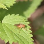 Mouche stercoraire_1211