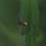 Campyloneura virgula_2143