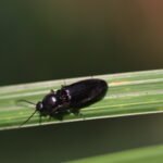 Taupin des jardins_2145