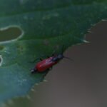 Malachie rousse_2176