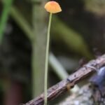 Mycène aiguille_503