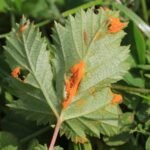 Triphragmium ulmariae_489