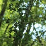 Aubépine monogyne_2022