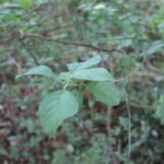 Fusain d’Europe_2064