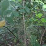 Fusain d’Europe_2065