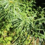 Saule des vanniers_2034