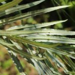 Saule des vanniers_2035