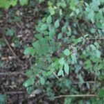 Symphorine blanche_2076