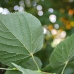 Tilleul à petites feuilles_2077