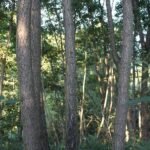 Aulne glutineux_2051