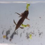 Triton alpestre_1149