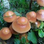 Pholiote changeante_2103