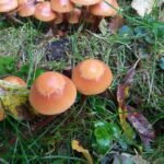 Pholiote changeante_2104