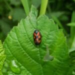 Cercope sanguin_1557