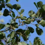 Aulne glutineux_1979