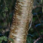 Aulne glutineux_1978